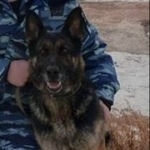 Подробнее об объявлении «Пропала собака немецкая овчарка Канск» Фото: пропала собака Немецкая овчарка «Пропала собака немецкая овчарка Канск» в г. Канск