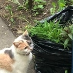 Подробнее об объявлении «Пропала кошка Москва» Фото: пропала кошка  «Пропала кошка Москва» в г. Москва