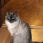 Подробнее об объявлении «Конаково Пропал кот из снт мечта» Фото: пропала кошка Невская маскарадная «Конаково Пропал кот из снт мечта» в г. Конаково