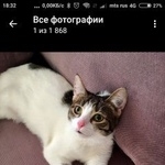 Подробнее об объявлении «Пропала кошка белая Москва» Фото: пропала кошка  «Пропала кошка белая Москва» в г. Москва