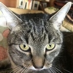 Подробнее об объявлении «Пропал кот василек Москва» Фото: пропала кошка  «Пропал кот василек Москва» в г. Москва