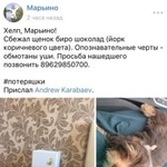 Подробнее об объявлении «Пропала собака кобель Москва» Фото: пропала собака Йоркширский терьер «Пропала собака кобель Москва» в г. Москва