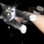 Подробнее об объявлении «Москва Найдена кошка» Фото: найдена кошка  «Москва Найдена кошка» в г. Москва