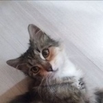 Подробнее об объявлении «Москва Найдена кошка» Фото: найдена кошка  «Москва Найдена кошка» в г. Москва