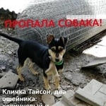 Подробнее об объявлении «Пропала собака кобель  Новочеркасск» Фото: пропала собака  «Пропала собака кобель  Новочеркасск» в г. Новочеркасск
