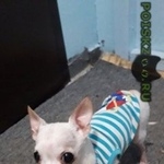 Подробнее об объявлении «Найдена собака кобель Химки» Фото: найдена собака  «Найдена собака кобель Химки» в г. Химки