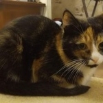 Подробнее об объявлении «Жуковский Пропала кошка г.» Фото: пропала кошка  «Жуковский Пропала кошка г.» в г. Жуковский