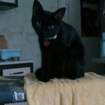 Подробнее об объявлении «Пропала кошка Москва» Фото: пропала кошка Бомбейская «Пропала кошка Москва» в г. Москва