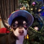 Подробнее об объявлении «Пропала собака кобель чихуахуа кобель алекс Санкт-Петербург» Фото: пропала собака Чихуахуа «Пропала собака кобель чихуахуа кобель алекс...» в г. Санкт-Петербург