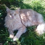 Подробнее об объявлении «Пропала кошка м.о.д.новосельцево. Москва» Фото: пропала кошка Мейн-кун «Пропала кошка м.о.д.новосельцево. Москва» в г. Москва