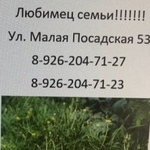 Подробнее об объявлении «Кашира Пропала собака кобель щенок породы шпиц» Фото: пропала собака Померанский шпиц «Кашира Пропала собака кобель щенок породы шпиц» в г. Кашира
