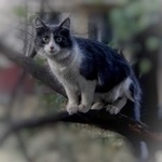 Подробнее об объявлении «Пропал кот Москва» Фото: пропала кошка  «Пропал кот Москва» в г. Москва