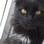 Подробнее об объявлении «Пропал кот черный пушистый Москва» Фото: пропала кошка  «Пропал кот черный пушистый Москва» в г. Москва
