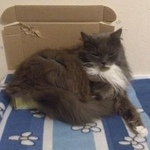 Подробнее об объявлении «Пропал кот Москва» Фото: пропала кошка Сибирская «Пропал кот Москва» в г. Москва