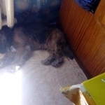 Подробнее об объявлении «Найдена собака кобель. кокер спаниель Можайск» Фото: найдена собака Американский кокер-спаниель «Найдена собака кобель. кокер спаниель Можайск» в г. Можайск