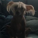 Подробнее об объявлении «Конаково Пропала собака» Фото: пропала собака Китайская хохлатая собака «Конаково Пропала собака» в г. Конаково