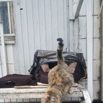 Подробнее об объявлении «Пропала кошка помогите найти несчастное животное Москва» Фото: пропала кошка  «Пропала кошка помогите найти несчастное...» в г. Москва