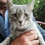 Подробнее об объявлении «Найден котик Оренбург» Фото: найдена кошка  «Найден котик Оренбург» в г. Оренбург