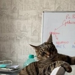 Подробнее об объявлении «Пропал кот Электросталь» Фото: пропала кошка  «Пропал кот Электросталь» в г. Электросталь