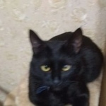 Подробнее об объявлении «Пропал кот Москва» Фото: пропала кошка  «Пропал кот Москва» в г. Москва