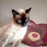 Подробнее об объявлении «Краснодар Найден кот ищу своего любящего хозяина» Фото: найдена кошка Сиамская «Краснодар Найден кот ищу своего любящего хозяина» в г. Краснодар