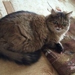 Подробнее об объявлении «Пропал кот Смоленск» Фото: пропала кошка  «Пропал кот Смоленск» в г. Смоленск