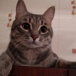 Подробнее об объявлении «Казань Пропал кот помогите» Фото: пропала кошка  «Казань Пропал кот помогите» в г. Казань