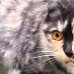 Подробнее об объявлении «Пропала кошка Москва» Фото: пропала кошка Скоттиш фолд (шотландская вислоухая) «Пропала кошка Москва» в г. Москва