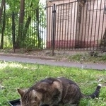 Подробнее об объявлении «Москва Найдена кошка красавица потеряшка» Фото: найдена кошка  «Москва Найдена кошка красавица потеряшка» в г. Москва