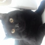 Подробнее об объявлении «Пропал кот черный кот Москва» Фото: пропала кошка  «Пропал кот черный кот Москва» в г. Москва