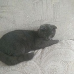 Подробнее об объявлении «Пропала кошка Ростов-на-Дону» Фото: пропала кошка  «Пропала кошка Ростов-на-Дону» в г. Ростов-на-Дону
