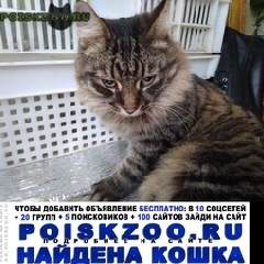 Подробнее об объявлении «Москва Найдена кошка кот» Фото: найдена кошка  «Москва Найдена кошка кот» в г. Москва