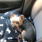 Подробнее об объявлении «Пропала собака кобель отзовитесь кто видел Санкт-Петербург» Фото: пропала собака Йоркширский терьер «Пропала собака кобель отзовитесь кто видел...» в г. Санкт-Петербург