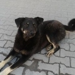 Подробнее об объявлении «Пропала собака собаку за вознаграждение Томск» Фото: пропала собака  «Пропала собака собаку за вознаграждение Томск» в г. Томск