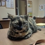 Подробнее об объявлении «Пропала кошка черепахового окраса Москва» Фото: пропала кошка  «Пропала кошка черепахового окраса Москва» в г. Москва