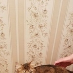 Подробнее об объявлении «Москва Найдена кошка метро перово» Фото: найдена кошка  «Москва Найдена кошка метро перово» в г. Москва