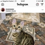Подробнее об объявлении «Тольятти Пропала кошка котёнок бенгалка» Фото: пропала кошка Бенгальская «Тольятти Пропала кошка котёнок бенгалка» в г. Тольятти