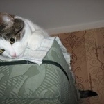 Подробнее об объявлении «Пропал кот Москва» Фото: пропала кошка  «Пропал кот Москва» в г. Москва