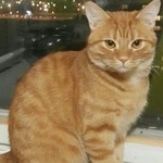 Подробнее об объявлении «Пропал кот рыжий кот Москва» Фото: пропала кошка  «Пропал кот рыжий кот Москва» в г. Москва