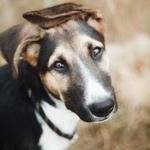 Подробнее об объявлении «Найдена собака кобель классный щенок месяцев, метис овчарки Орехово-Зуево» Фото: найдена собака  «Найдена собака кобель классный щенок месяцев,...» в г. Орехово-Зуево