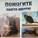 Подробнее об объявлении «Пропала кошка Троицк» Фото: пропала кошка  «Пропала кошка Троицк» в г. Троицк