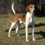 Подробнее об объявлении «Воронеж Найдена собака кобель» Фото: найдена собака  «Воронеж Найдена собака кобель» в г. Воронеж