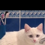 Подробнее об объявлении «Пропала кошка Москва» Фото: пропала кошка  «Пропала кошка Москва» в г. Москва