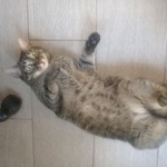 Подробнее об объявлении «Москва Пропала кошка» Фото: пропала кошка  «Москва Пропала кошка» в г. Москва