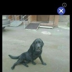 Подробнее об объявлении «Бердск Найдена собака кобель» Фото: найдена собака  «Бердск Найдена собака кобель» в г. Бердск