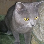 Подробнее об объявлении «Москва Найдена кошка» Фото: найдена кошка  «Москва Найдена кошка» в г. Москва