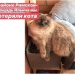 Подробнее об объявлении «Пропал кот Москва» Фото: пропала кошка  «Пропал кот Москва» в г. Москва
