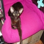 Подробнее об объявлении «Геленджик Пропала кошка ориентальная.» Фото: пропала кошка  «Геленджик Пропала кошка ориентальная.» в г. Геленджик