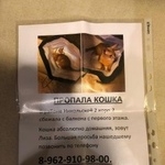 Подробнее об объявлении «Пропала кошка Немчиновка» Фото: пропала кошка Абиссинская «Пропала кошка Немчиновка» в г. Немчиновка
