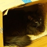 Подробнее об объявлении «Пропала кошка домашняя кошка, улицы боится Москва» Фото: пропала кошка  «Пропала кошка домашняя кошка, улицы боится Москва» в г. Москва